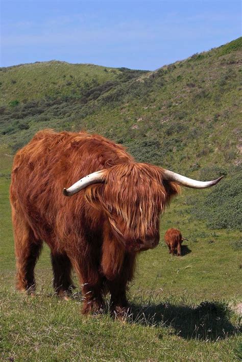 highland cattle with long wavy coat