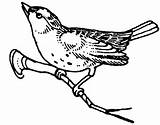 Mockingbird Coloring Pages Begin Fly Northern Drawing Colorluna sketch template