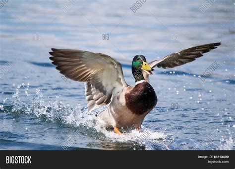 mallard duck landing image photo  trial bigstock