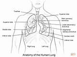Lungs Colorear Lunge Menschliche Rysunek Ausmalbild Pulmones Człowieka Płuca Colouring Druku Kolorowanka Anatomie Lung Dzieci sketch template