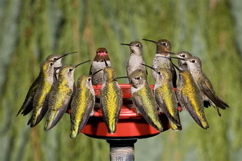expect hummingbirds   yard  spring audubon