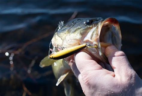 What Do Bass Eat 6 Best Live Baits For Bass