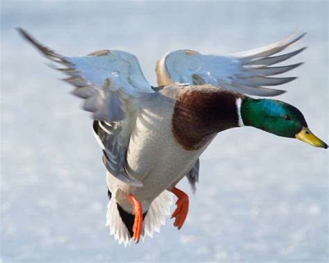 flying ducks   permuted