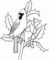 Cardinal Drawing Holly Beccy Place Getdrawings sketch template