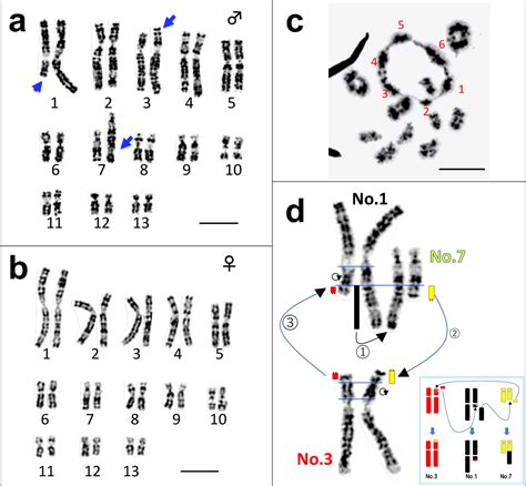 Figure 1 From Evolution Of A Multiple Sex Chromosome System By Three