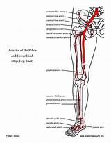 Arteries sketch template