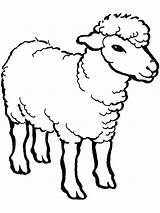 Sheep Schaf Oveja Shaun Schafe Lambs Getdrawings sketch template