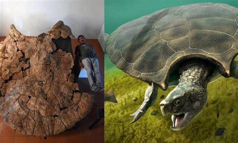 Meet Stupendemys Geographicus The Largest Turtle To Ever