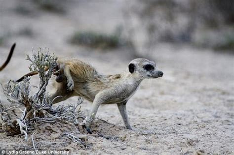 Meerkats Use Paste From Anal Pouch To Identify Each Other Daily Mail