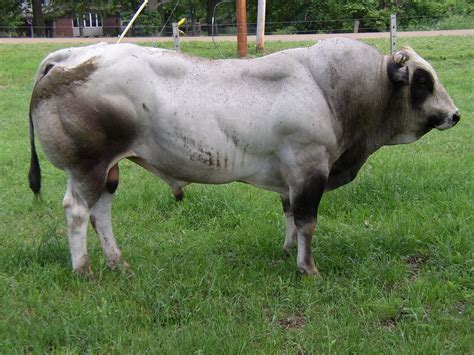piedmontese cattle google search cattle pinterest cattle beef
