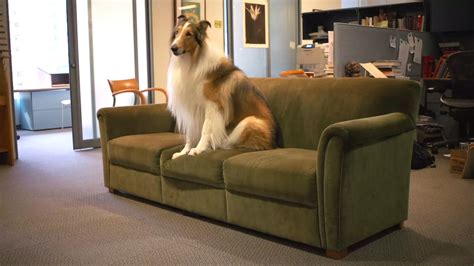 Lassie Come To The Office The New Yorker