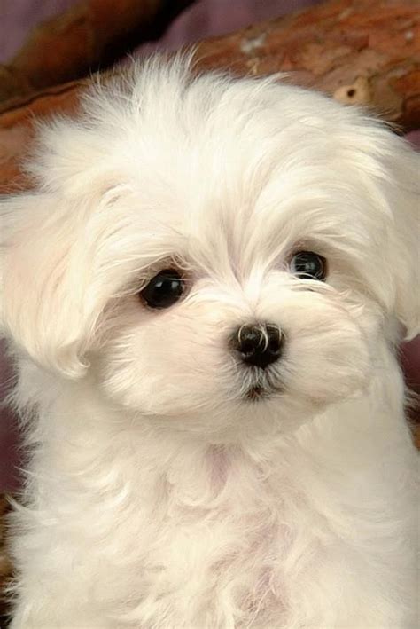 maltese maltipoo cuties  collection  ideas     teacup maltese puppies