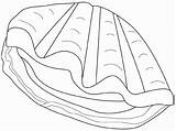 Moluscos Clam Coquillage Crustaceos Ahiva Concha Crustaceo Caballitos Limpet Coloriages sketch template