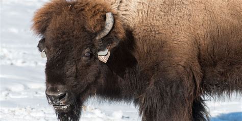 northern colorado bison project  high tech breeding  halt disease  conserve  icon