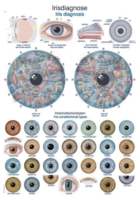 pin em iridologia esclerologia iris ojos esclerotida reflexologia