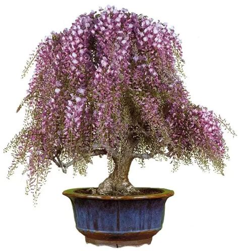 buy  genuine high quality wisteria trees bonsai