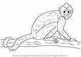Monkey Draw Drawing Step Capuchin Animals sketch template