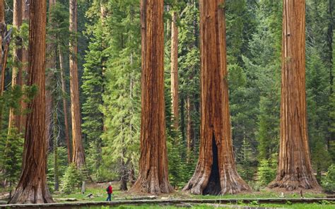 los hermosos bosques de secuoyas gigantes en california las mejores