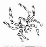 Spider Coloring Halloween sketch template