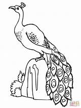 Peacock Drawing Outline Coloring Sketch Easy Line Drawings Pages Peacocks Kids Painting Glass Standing Stone Draw Clipart Printable Sketches Simple sketch template