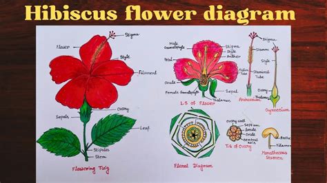 draw  hibiscus flower  label  parts home alqu