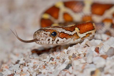 corn snake care information arbor view animal hospital