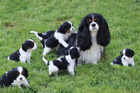 suzanne oliver puppies for sale