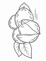 Lychee Fruit sketch template