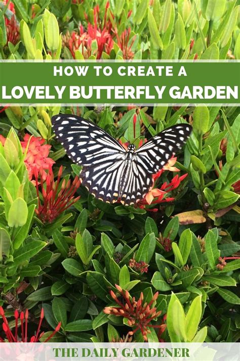 create  lovely butterfly garden  daily gardener