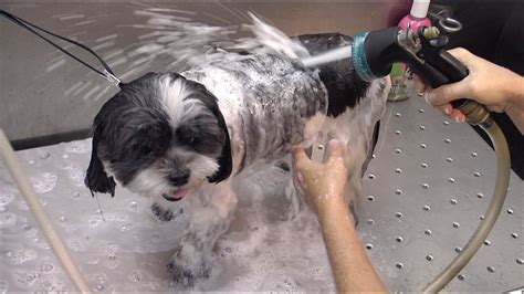paws mobile pet grooming youtube