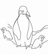 Penguin Coloring Pages Penguins Printable Kids Little Momjunction Animal Bear Book Templates sketch template