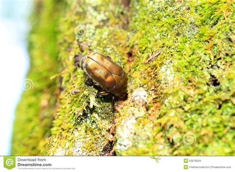 drone beetle stock image image  rhomborrhina forest