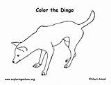 Dingo Coloring Australia sketch template