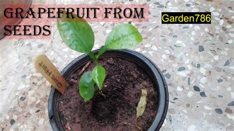 grow grapefruit  seeds youtube