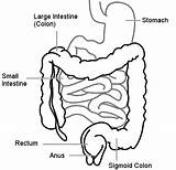 Intestine Digestive Large System 11d Processes Colon Rectum Stomach Small Parts Sigmoid Diagram Overview Labeled Anus sketch template