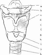 Larynx Label Trachea Cord Spinal Cartilage Epiglottis Color Hyoid Bone Cricoid Structures Lungs Vocal Rr Nursing School Thyroid sketch template