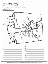 Ear Human Worksheet Anatomy Work sketch template