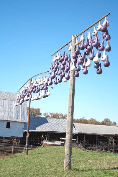 purple martin gourd houses  lindale dairy snow camp nc purple martin house martin house