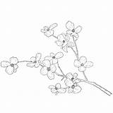 Dogwood Drawing Branch Flower Tree Getdrawings Blossoms Cherry Drawings Line sketch template