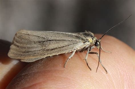 california oak moth