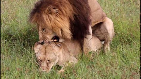 lions mating lion having sex aslan sevişiyor kenya masai mara büyük