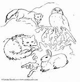 Coloring Pages Animals Tundra Arctic Animal Color Drawing Native American Printable Getcolorings Google Search Getdrawings Choose Board sketch template