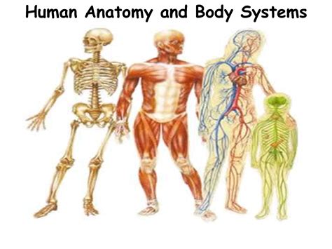 human body systems chart modernhealcom