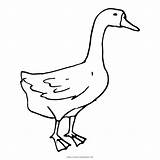 Ganso Goose Pato Ultracoloringpages sketch template
