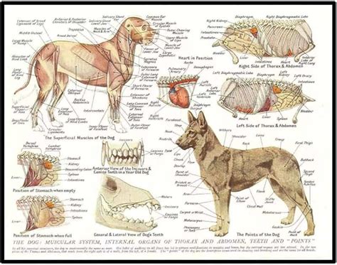 suchergebnis auf amazonde fuer anatomie poster hund