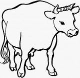 Gambar Colorare Mucca Krowa Vaca Disegni Sapi Mewarnai Toros Kolorowanka Bue Dibujos Vacas Bambini Euter Stier Bueyes Kolorowanki Krowy Malvorlagen sketch template