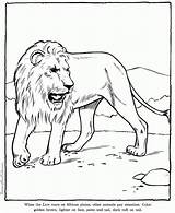 Lion Coloring Pages Everfreecoloring Printable sketch template