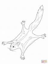 Sugar Glider Coloring Pages Possum Colouring Color Printable Australian Template Drawings Drawing Print Line Animals Gliders Animal Realistic 27kb 1600px sketch template