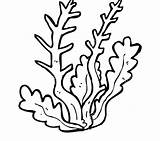Coloring Kelp Seaweed Pages Getdrawings sketch template