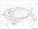 Lizard Horned Toad Monster Frilled Draco Frog Malvorlage Getdrawings Coloringbay sketch template